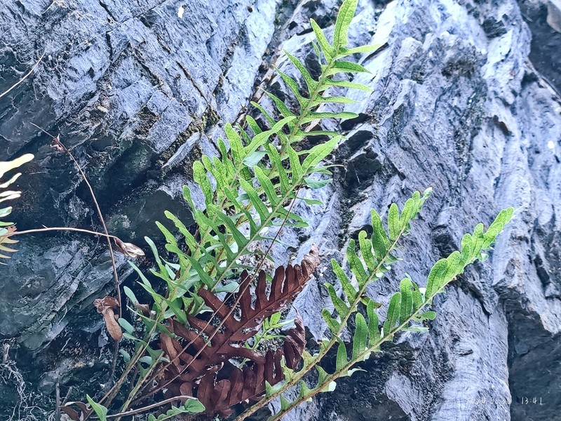 Drynaria baronii