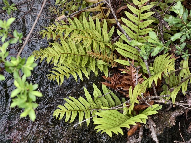 Drynaria baronii photo 2