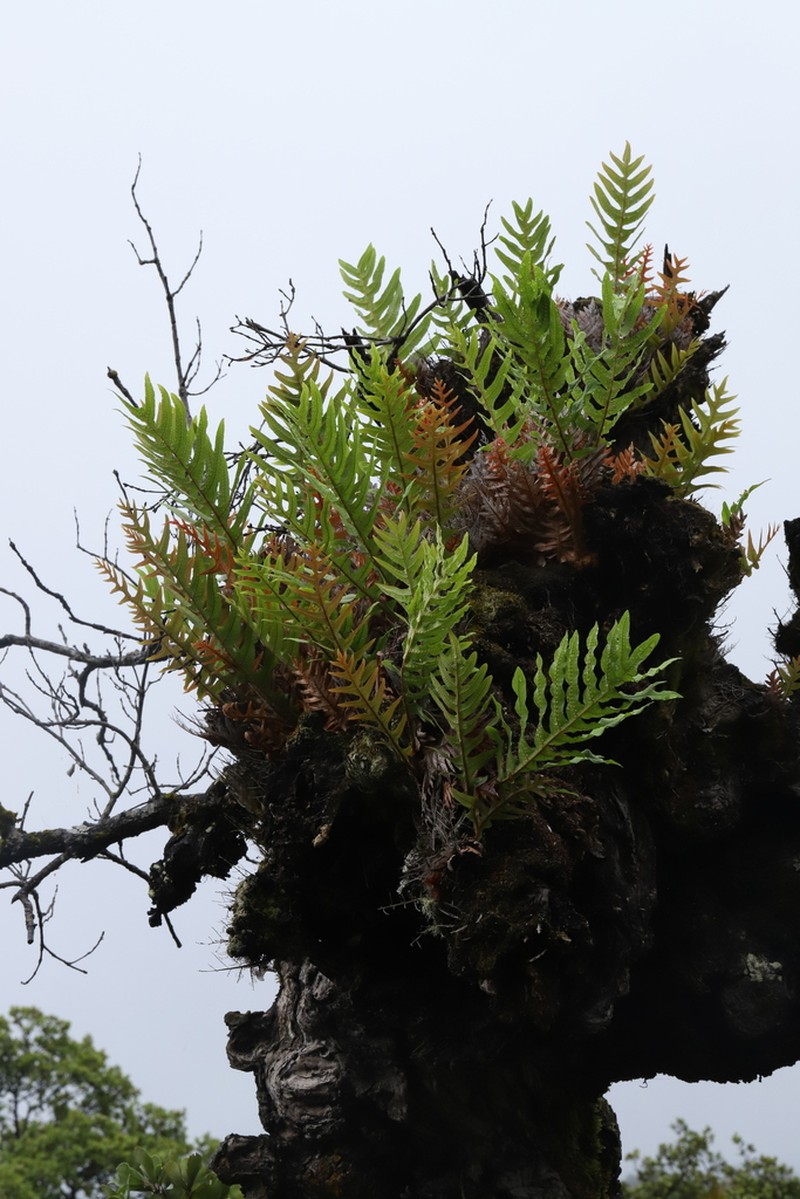 Drynaria baronii photo 3