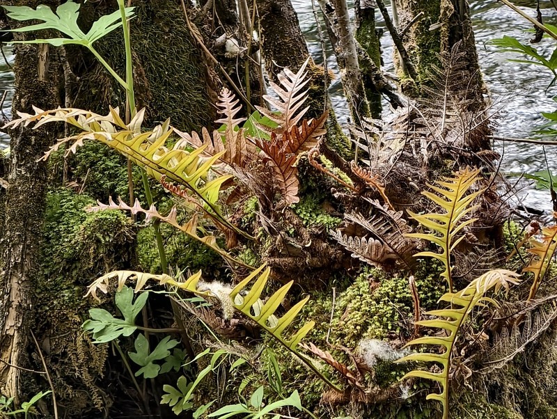 Drynaria baronii photo 4