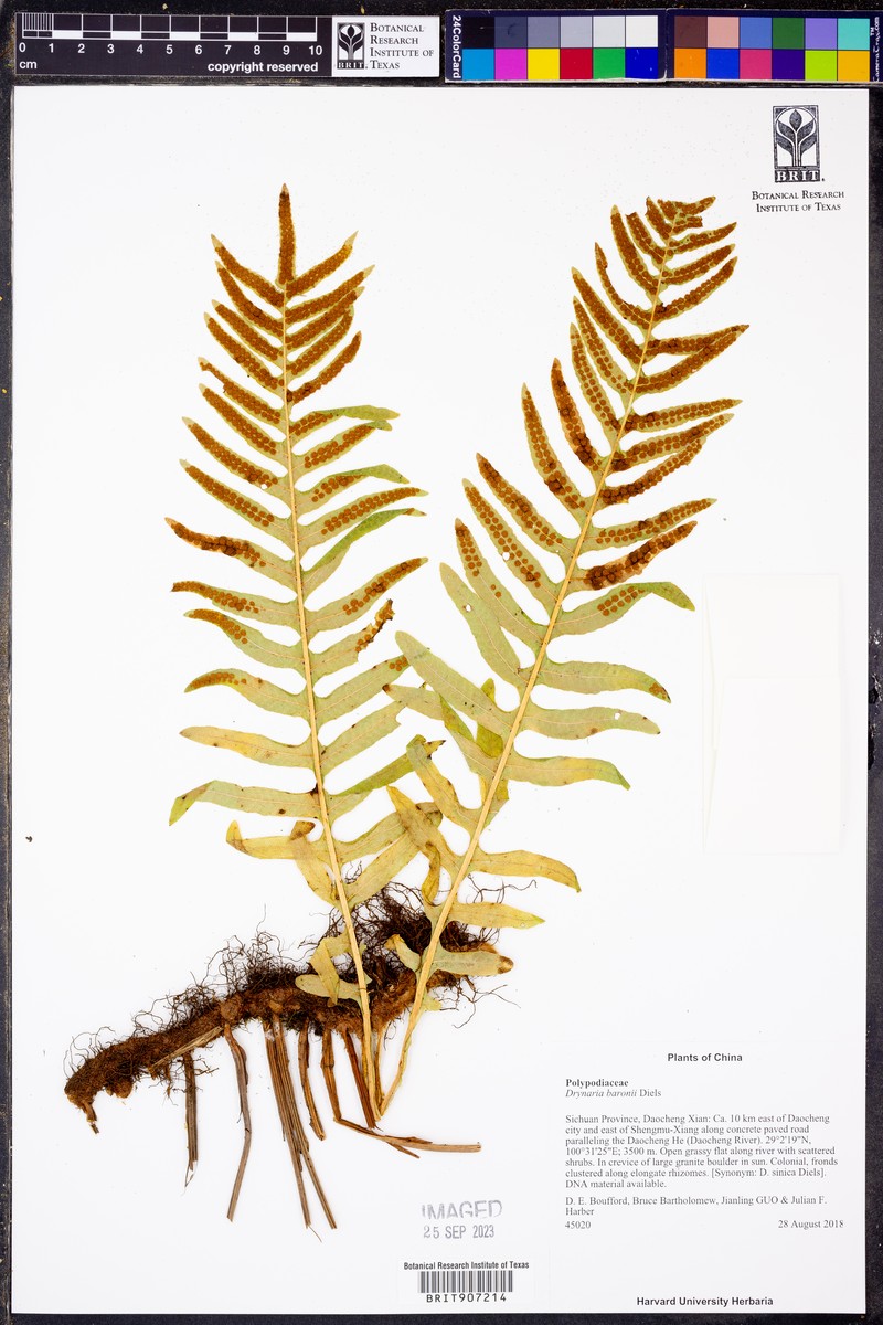 Drynaria baronii photo 6
