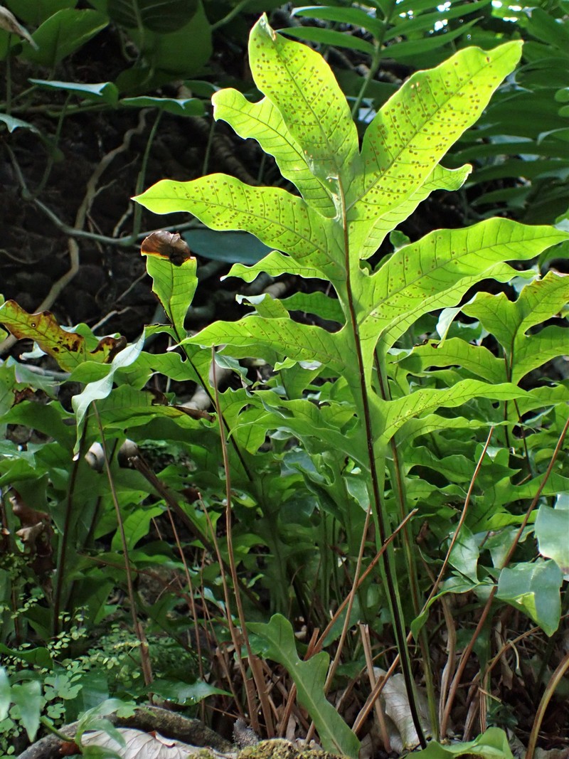 Drynaria bonii