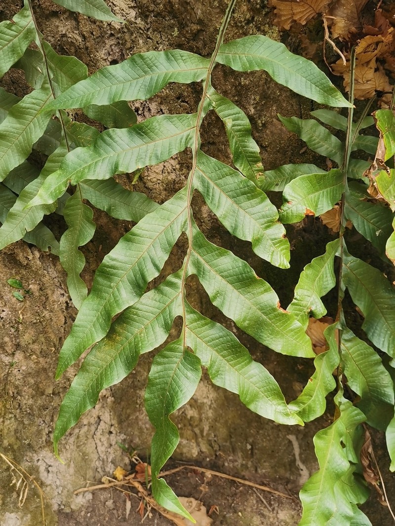 Drynaria bonii photo 2