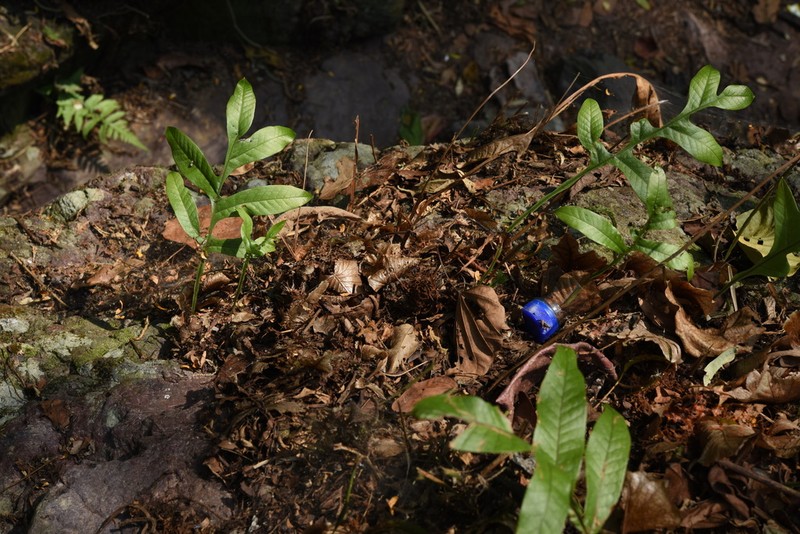 Drynaria bonii photo 3