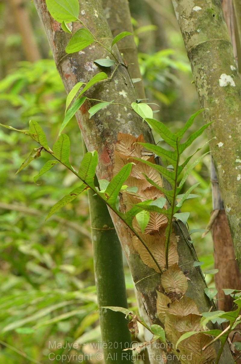 Drynaria bonii photo 4