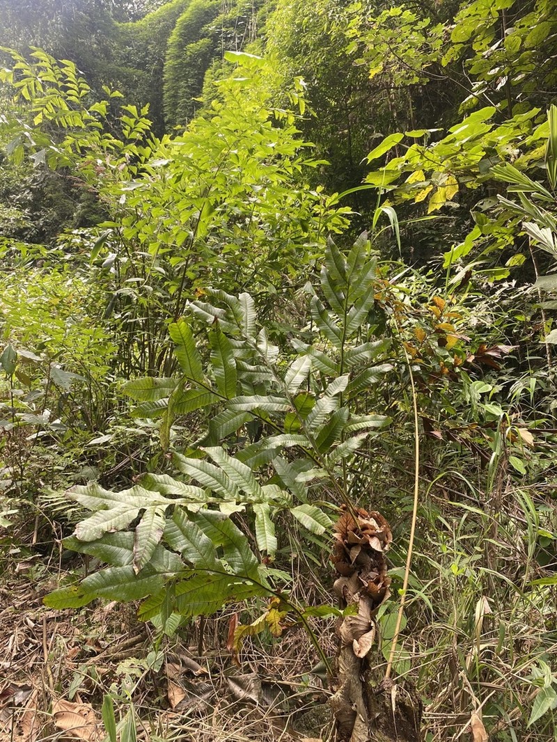 Drynaria bonii photo 5