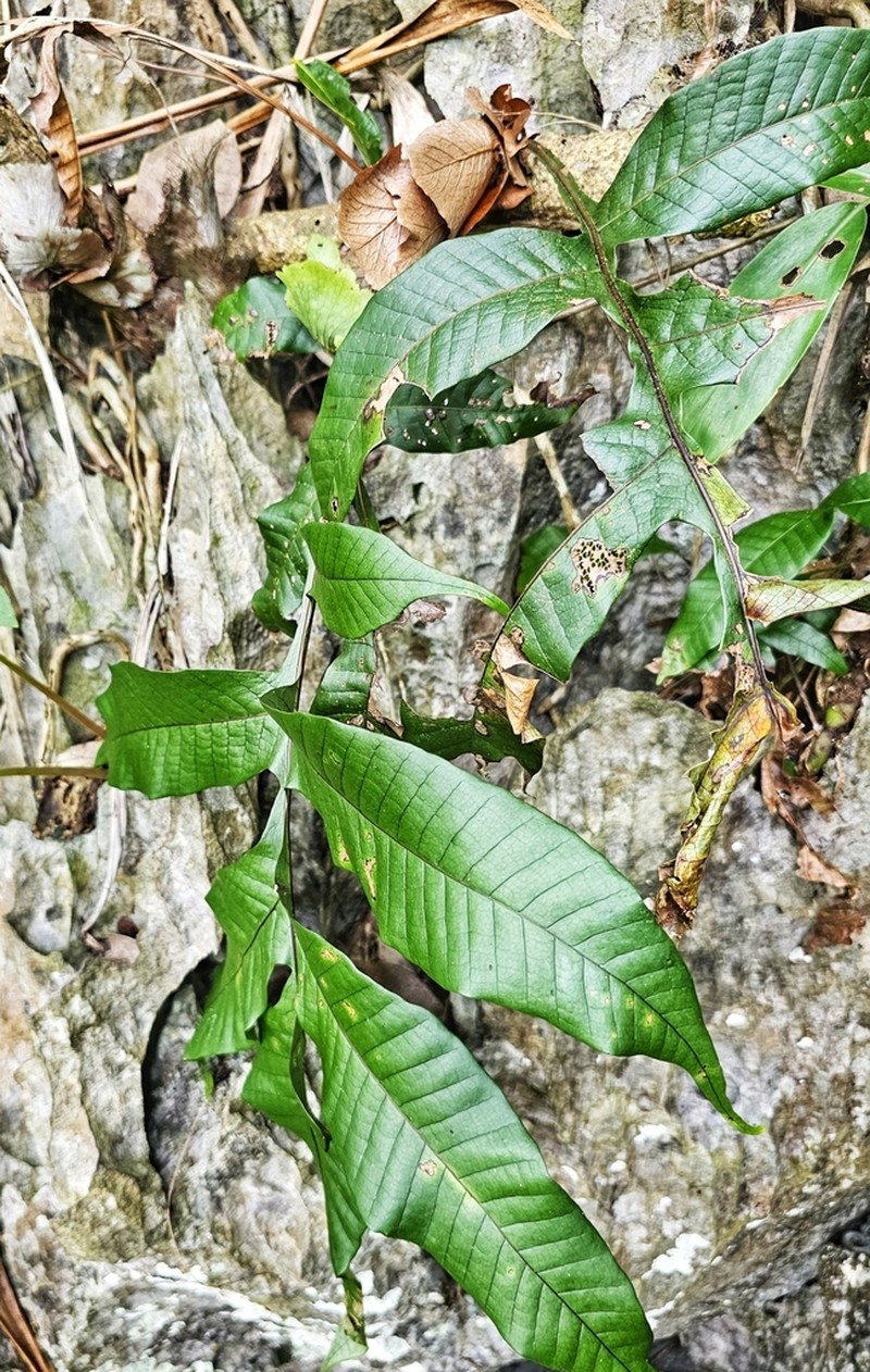Drynaria bonii photo 6