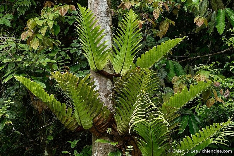 Drynaria brooksii