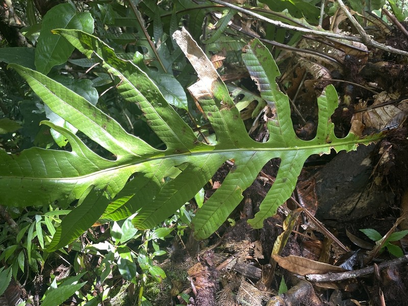 Drynaria brooksii photo 2