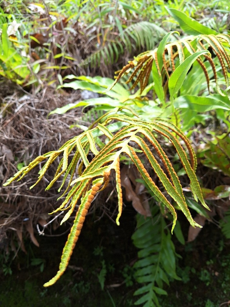 Drynaria brooksii photo 3