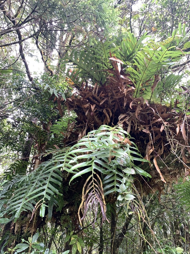 Drynaria brooksii photo 4