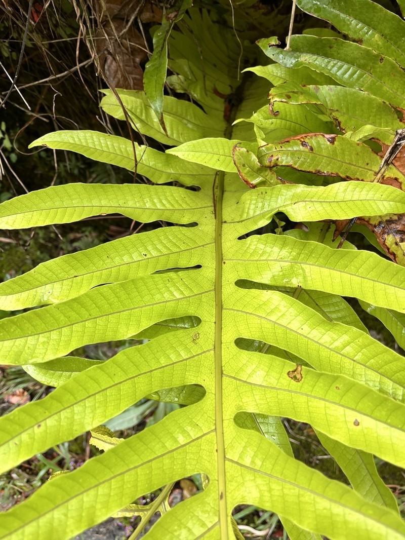 Drynaria brooksii photo 6