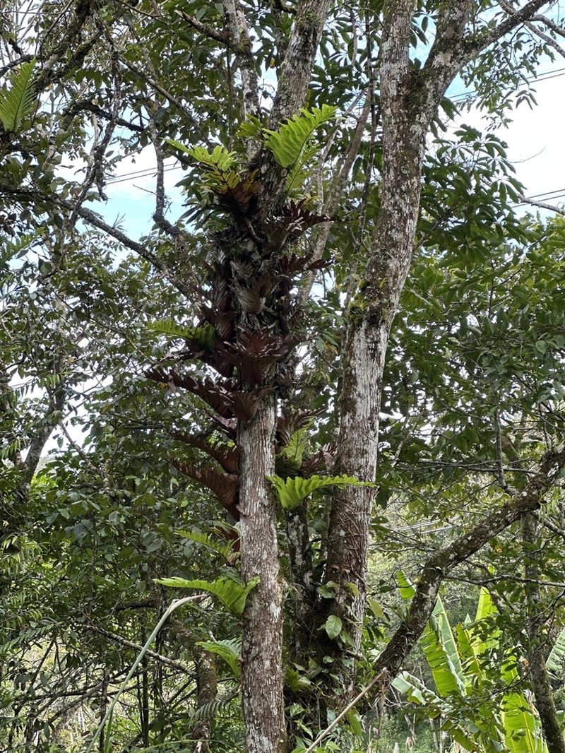 Drynaria cornucopia photo 2
