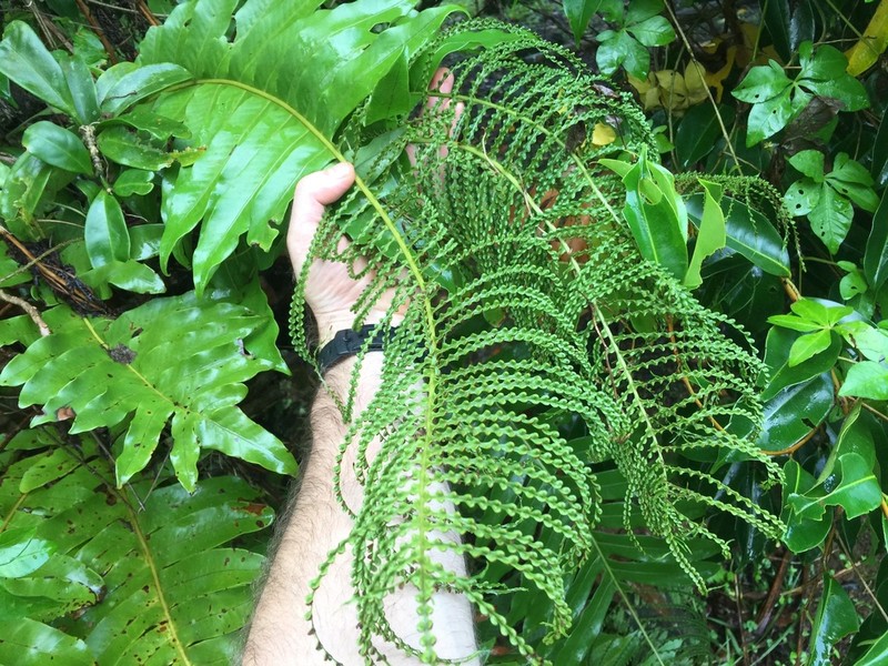 Drynaria cornucopia photo 3