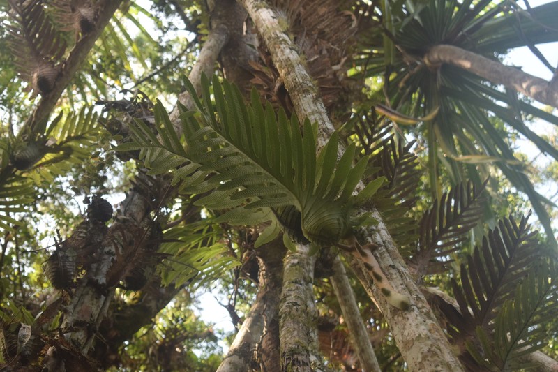Drynaria cornucopia photo 5