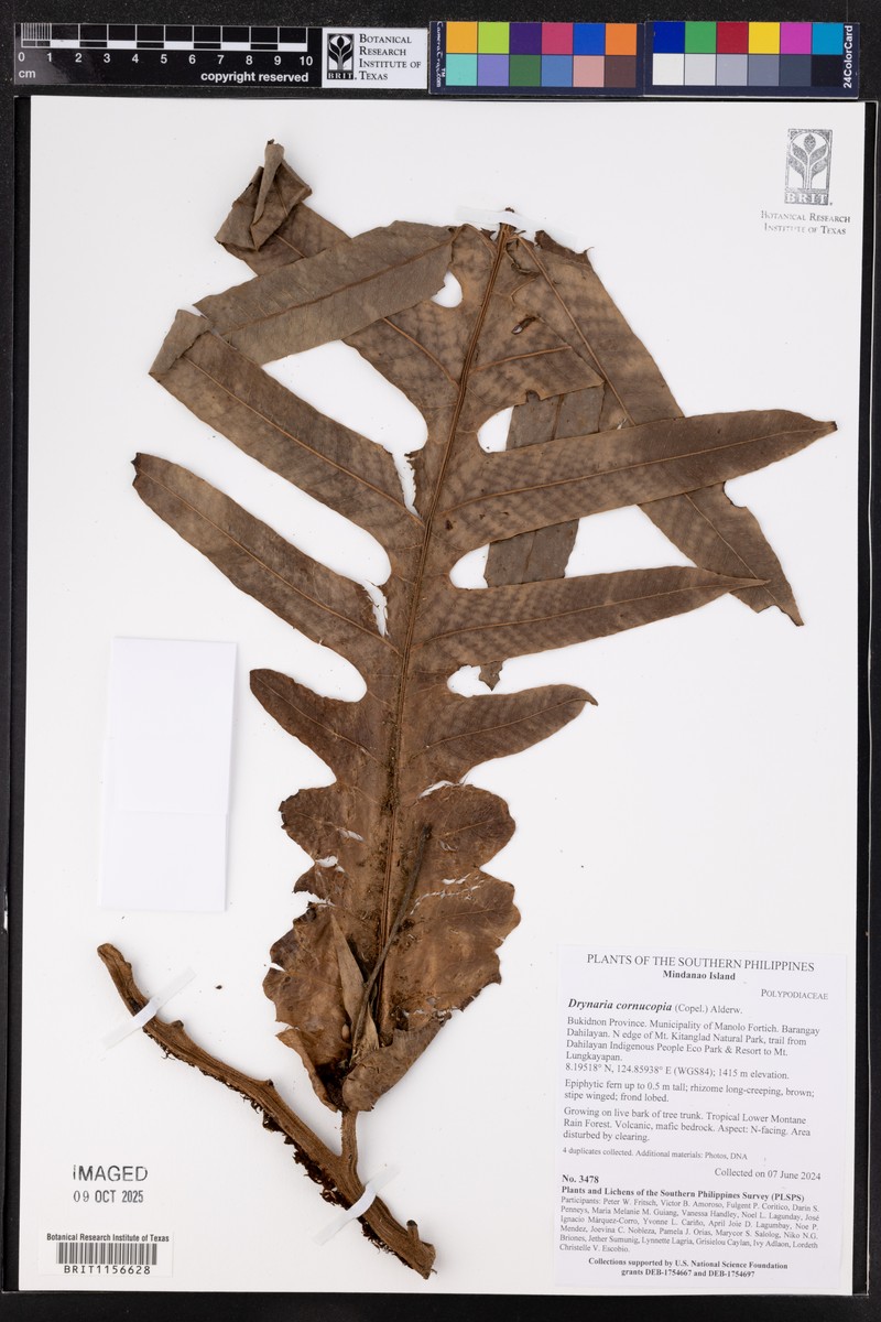 Drynaria cornucopia photo 6