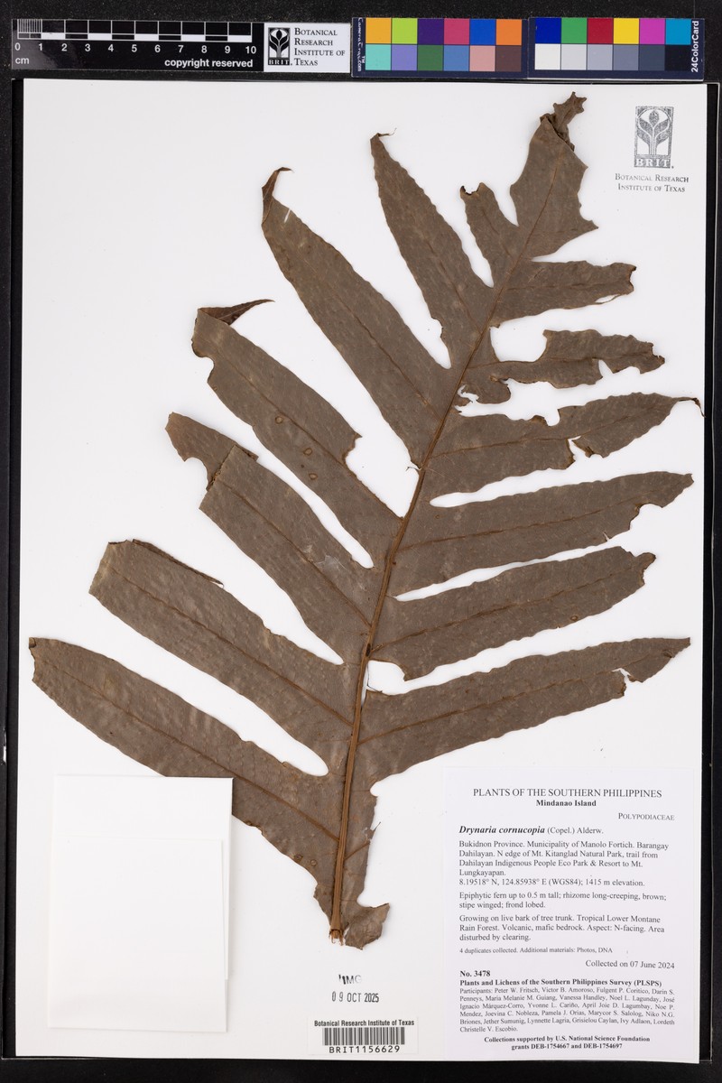 Drynaria cornucopia photo 7