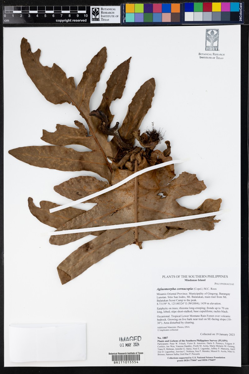 Drynaria cornucopia photo 8
