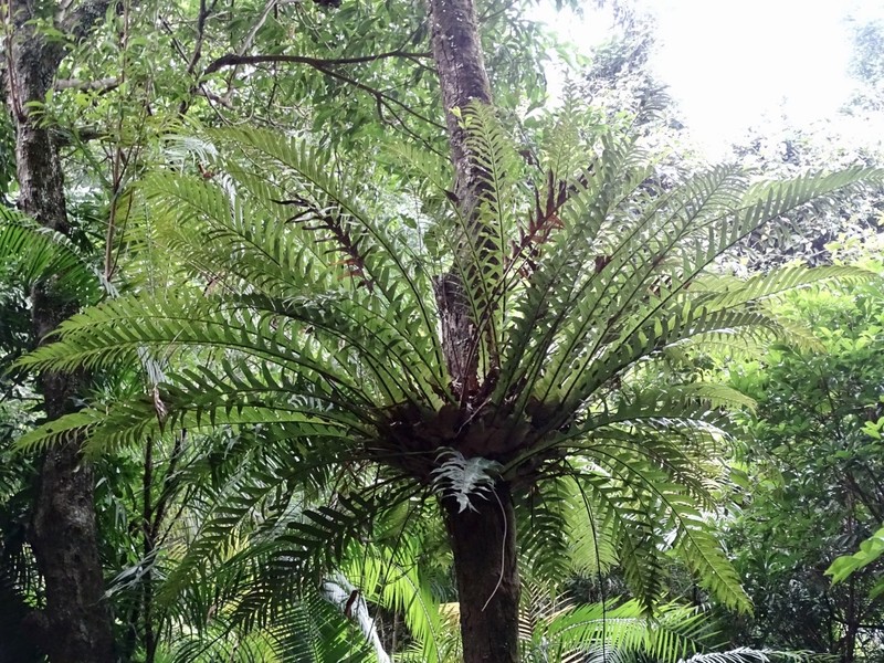 Drynaria coronans