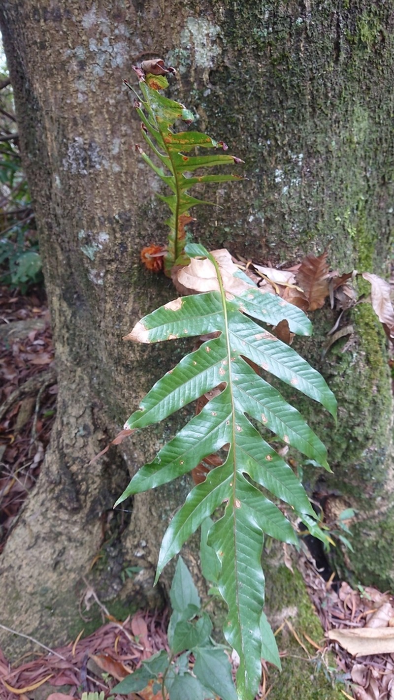 Drynaria coronans photo 2