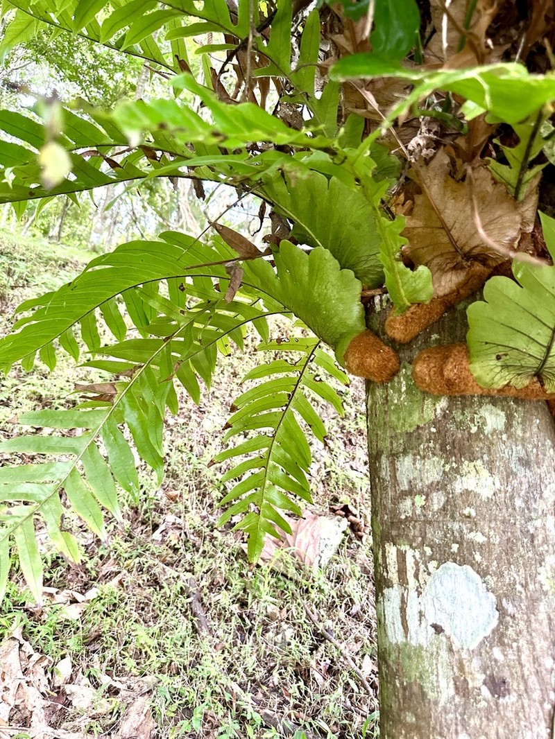 Drynaria coronans photo 3