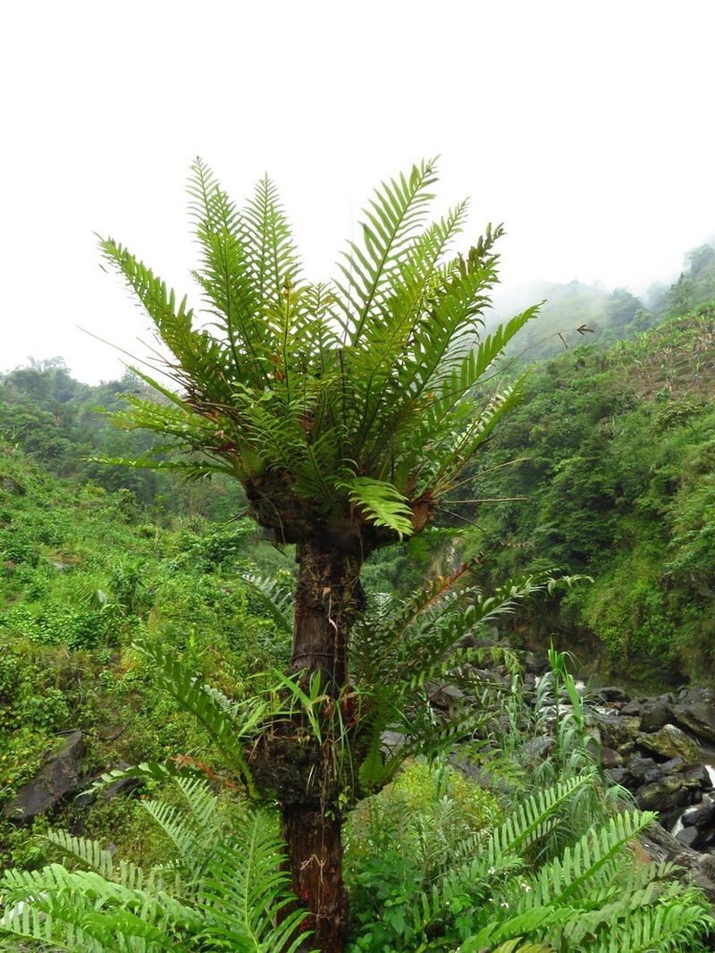 Drynaria coronans photo 4