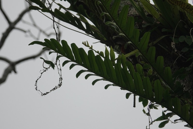 Drynaria coronans photo 6