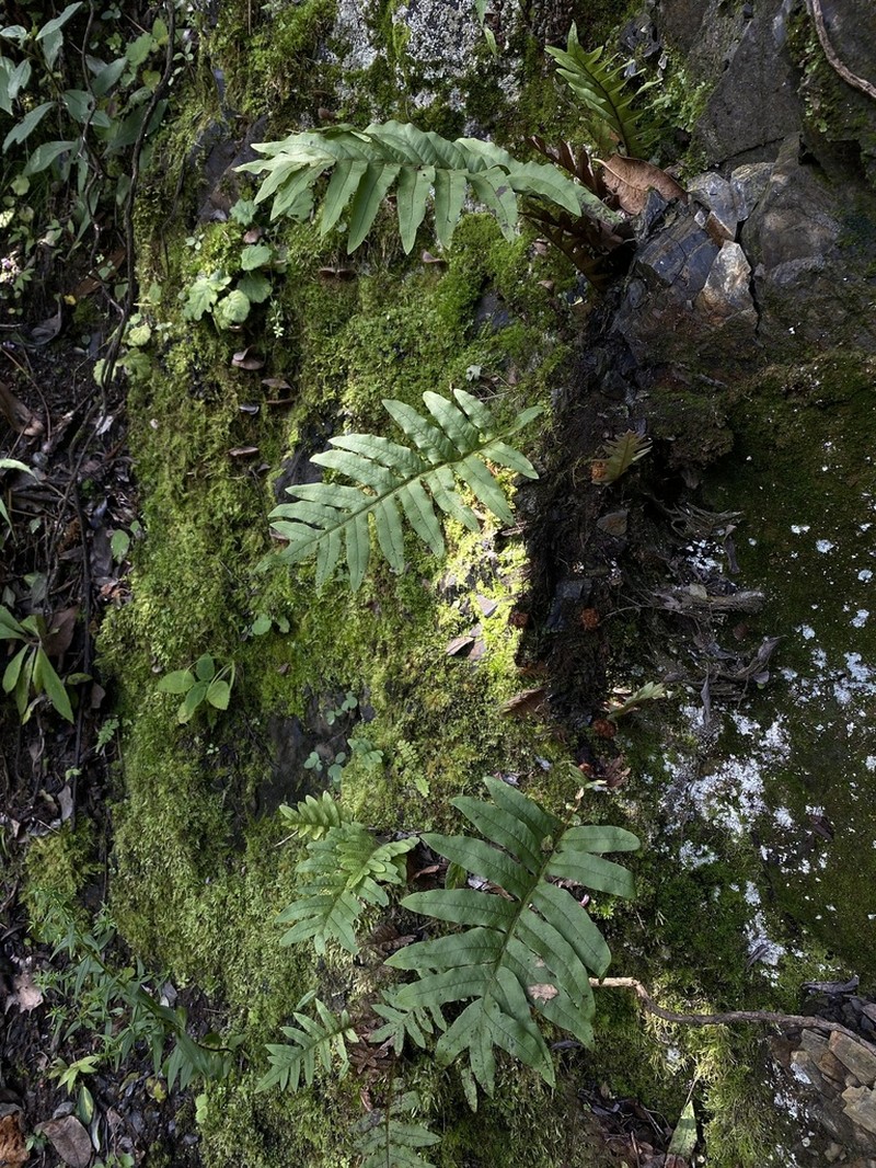 Drynaria delavayi