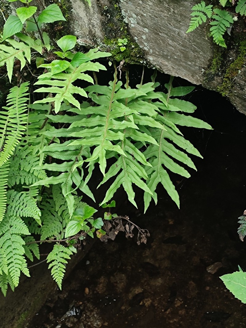 Drynaria delavayi photo 2