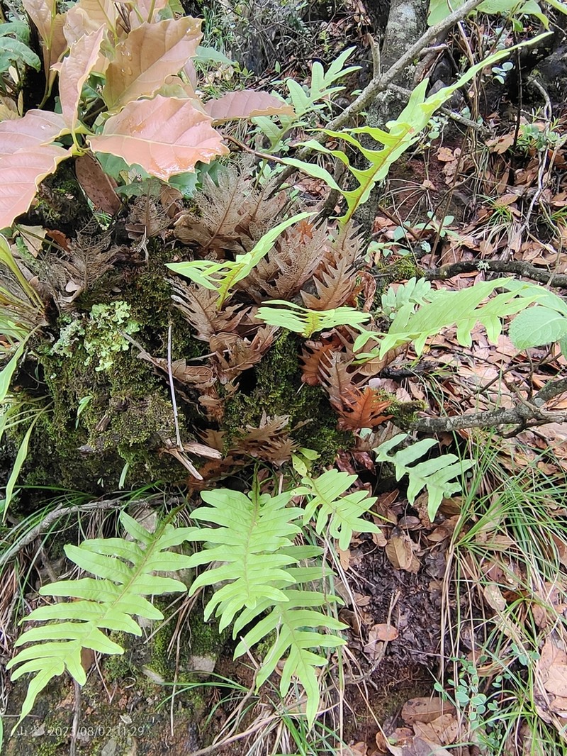 Drynaria delavayi photo 3
