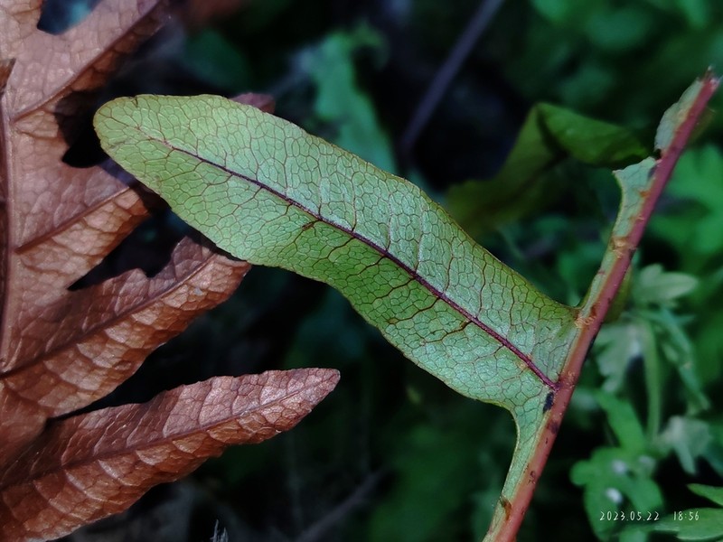 Drynaria delavayi photo 5