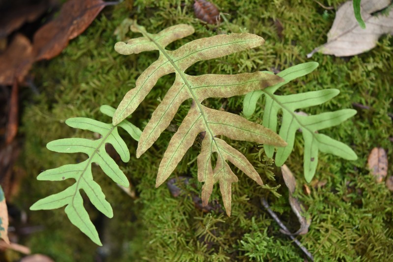 Drynaria delavayi photo 6