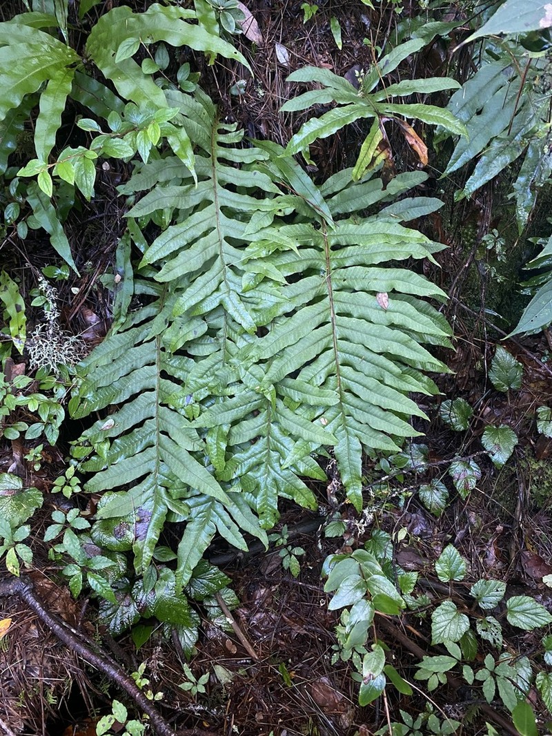 Drynaria delavayi photo 8