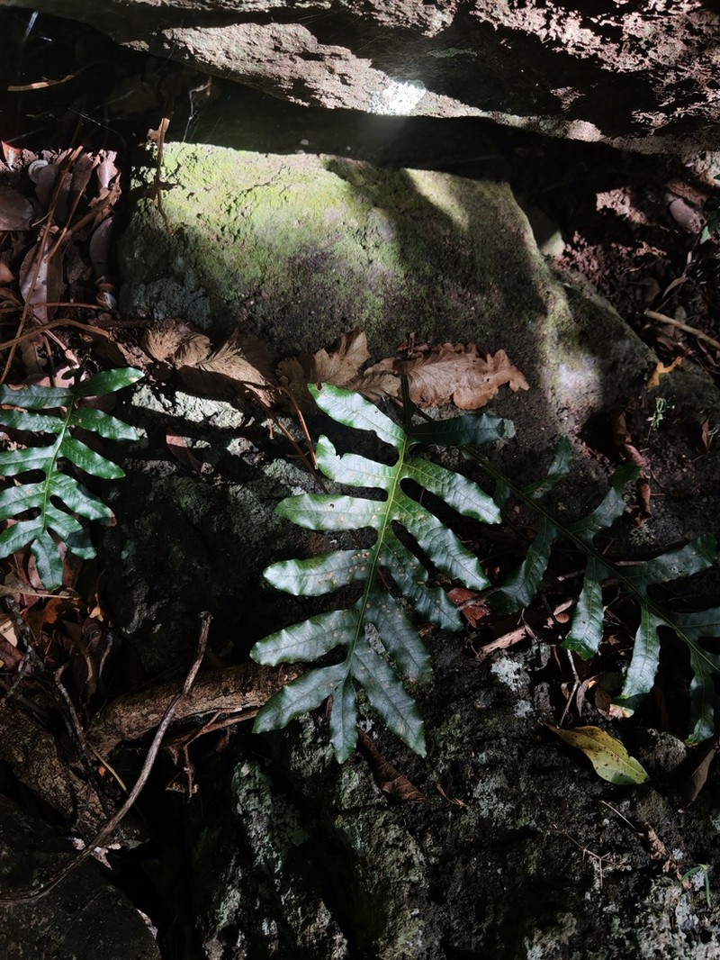 Drynaria descensa