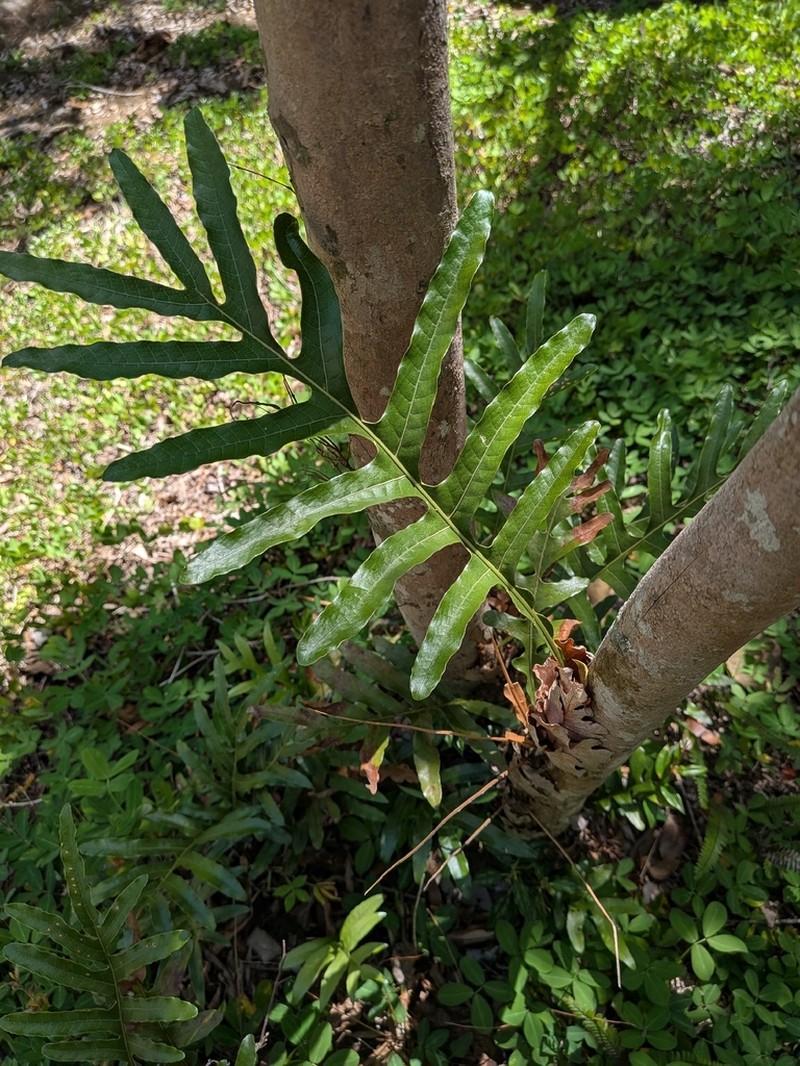 Drynaria descensa photo 2