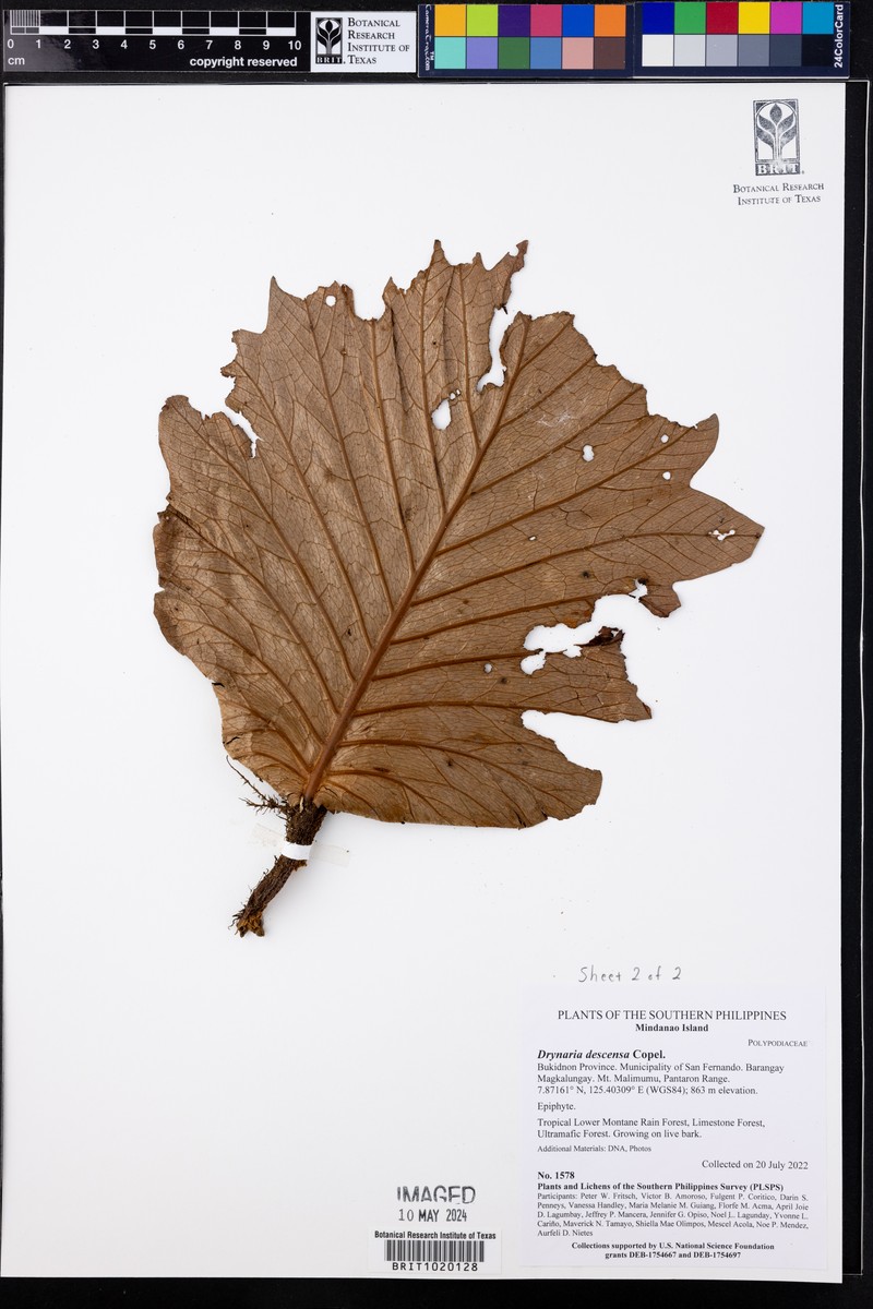 Drynaria descensa photo 3