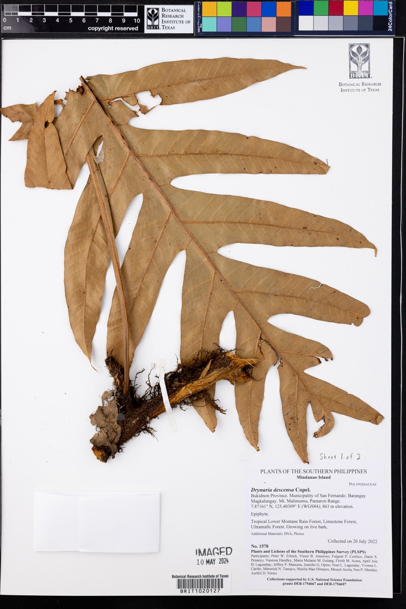 Drynaria descensa photo 4