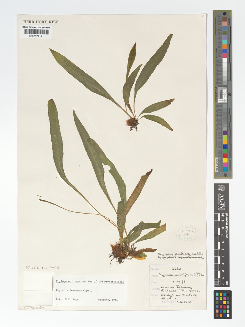 Drynaria descensa photo 5