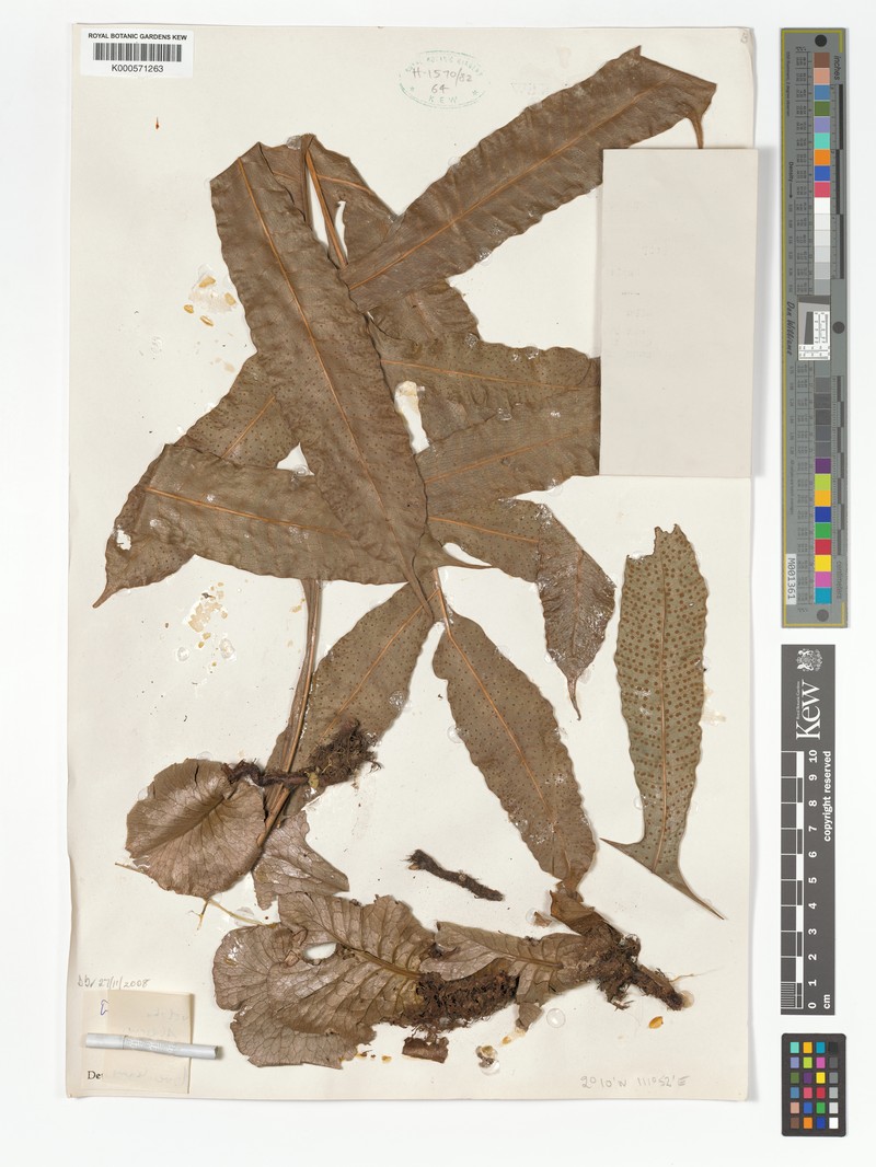 Drynaria descensa photo 6