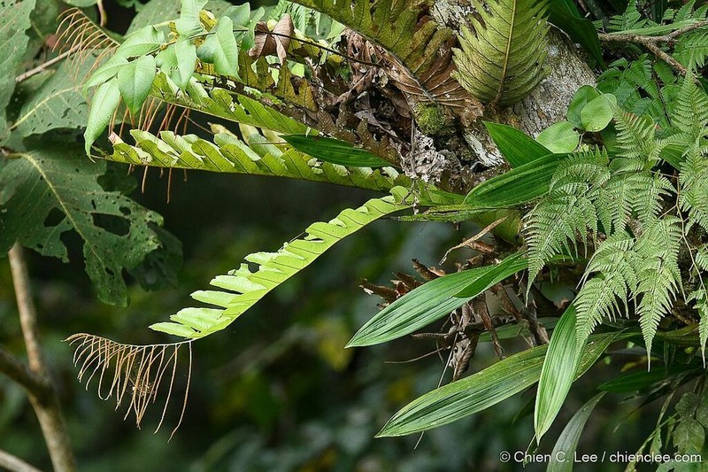 Drynaria drynarioides