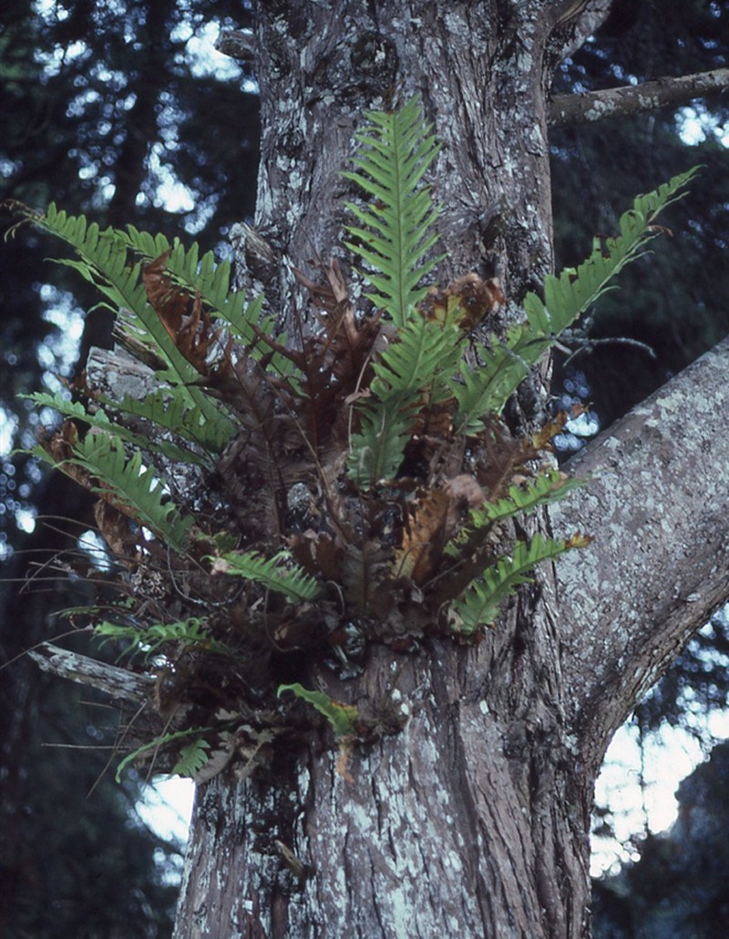 Drynaria drynarioides photo 3