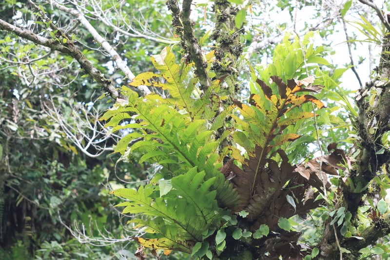 Drynaria heracleum photo 8