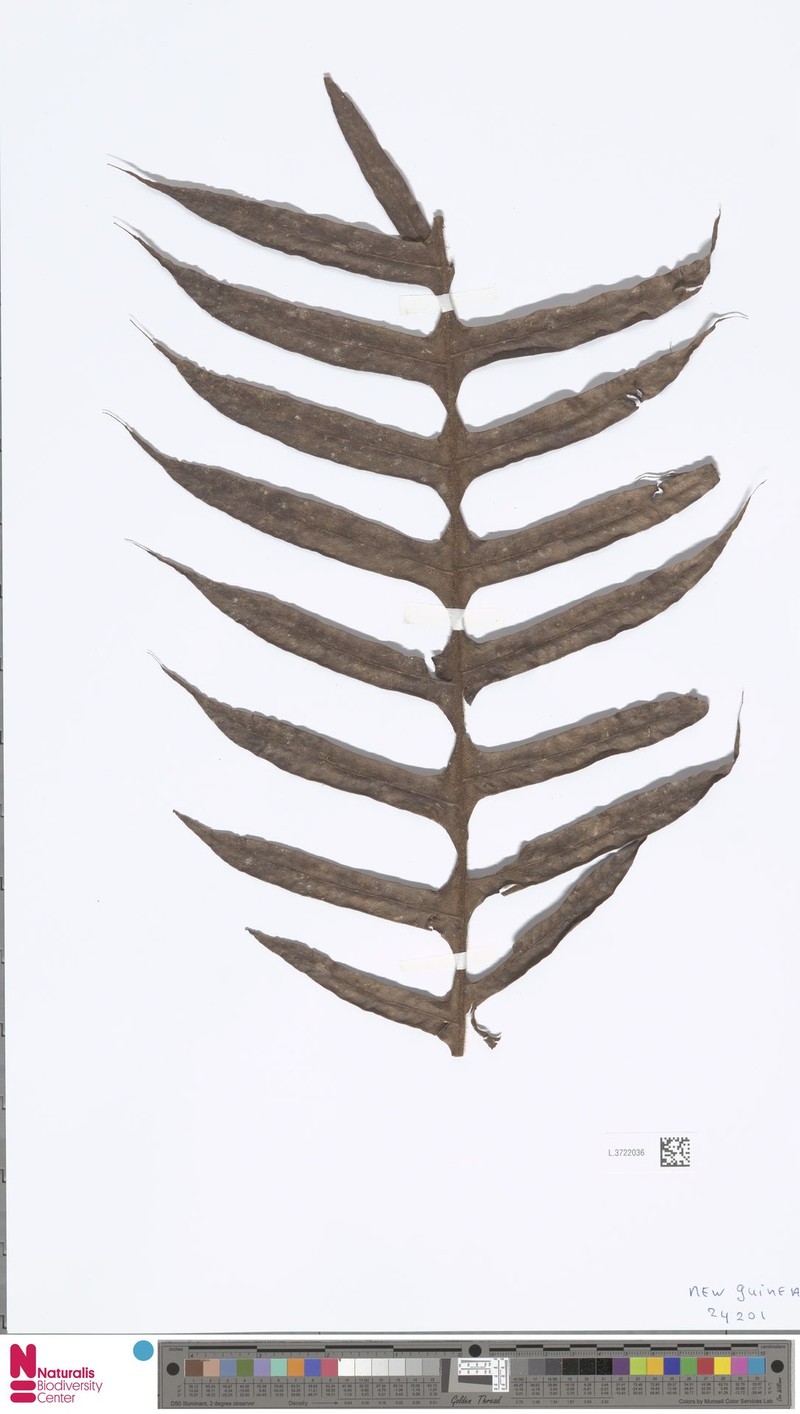 Drynaria hieronymi photo 3