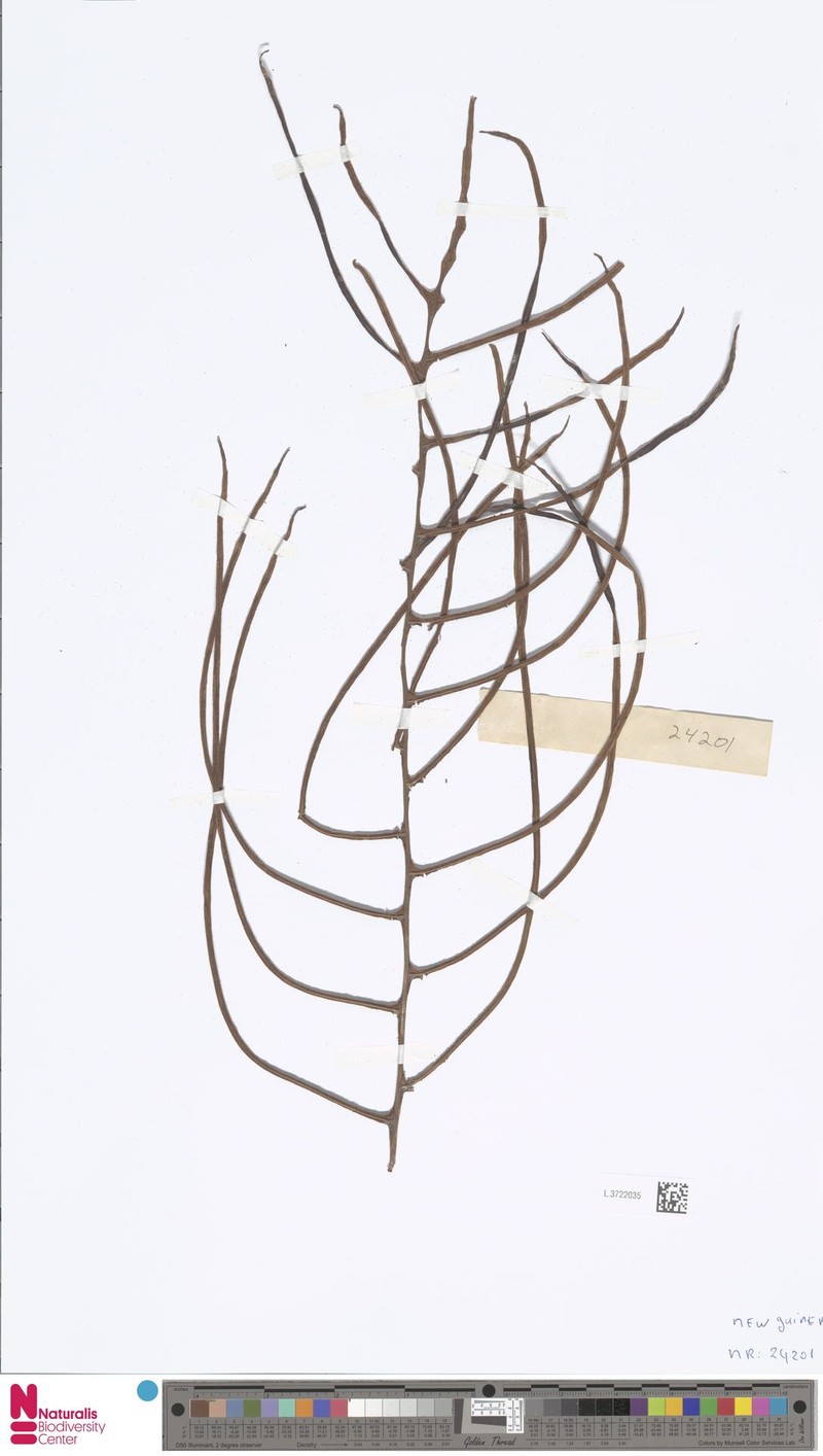 Drynaria hieronymi photo 5