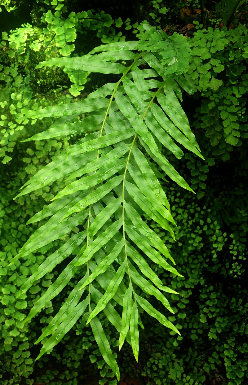 Drynaria hieronymi