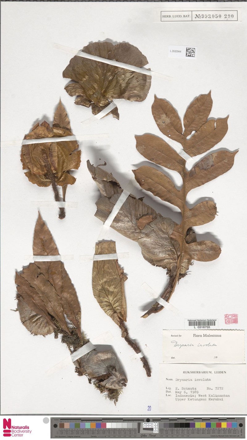 Drynaria involuta