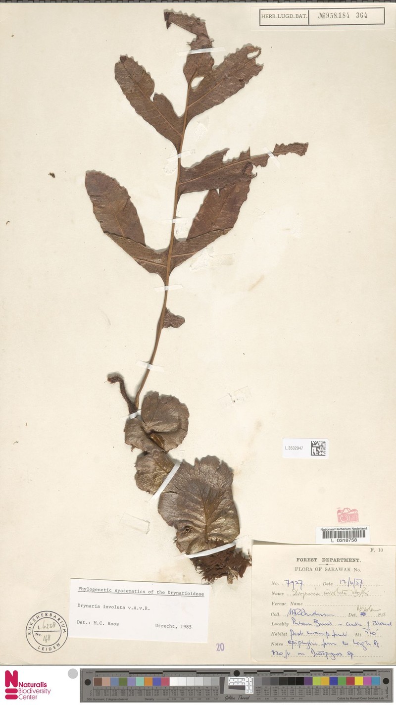Drynaria involuta photo 2