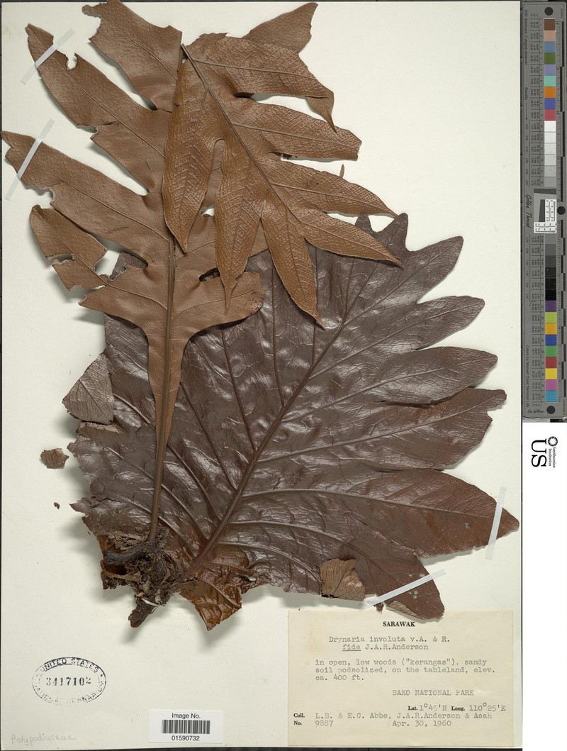 Drynaria involuta photo 3