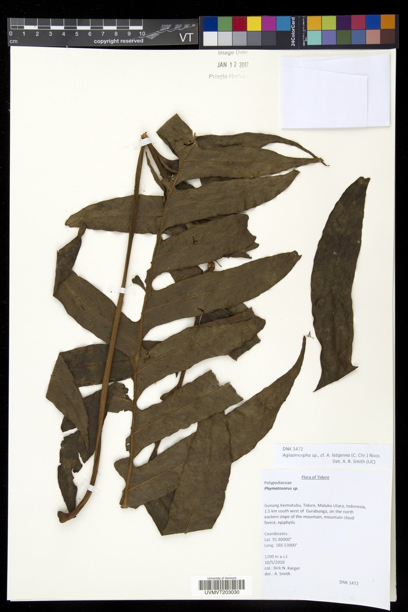 Drynaria latipinna