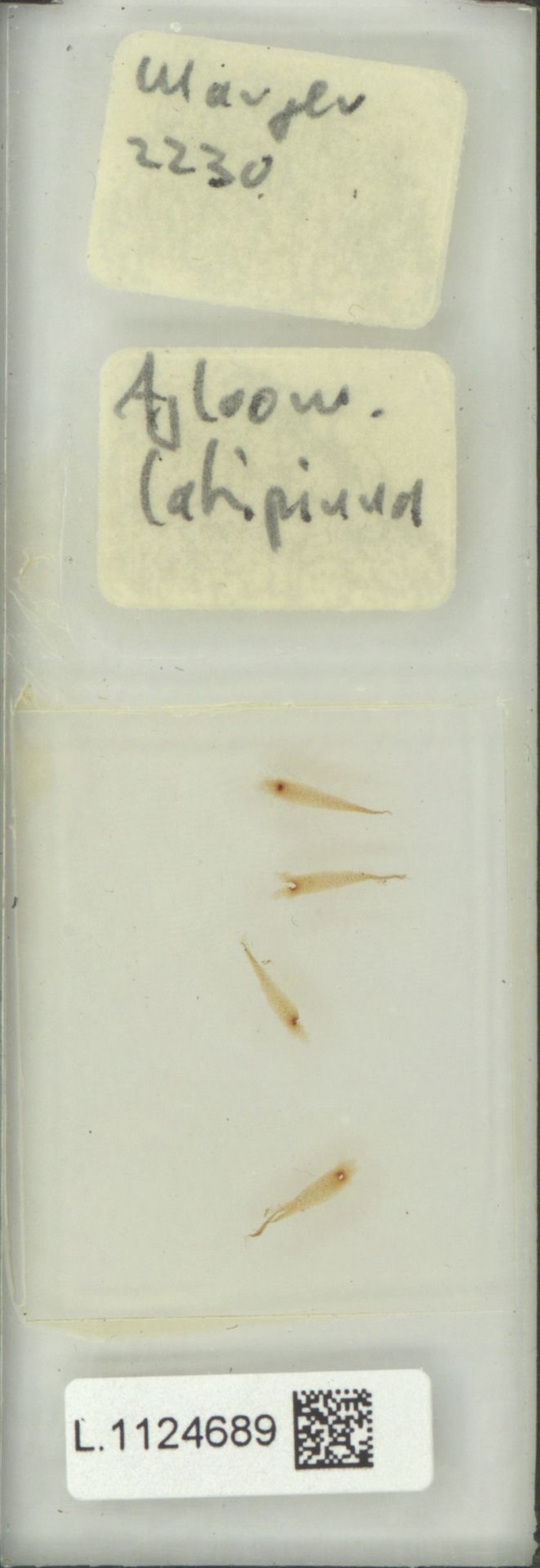 Drynaria latipinna photo 3